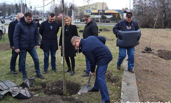 Akcja SLD: Posadźmy drzewa!